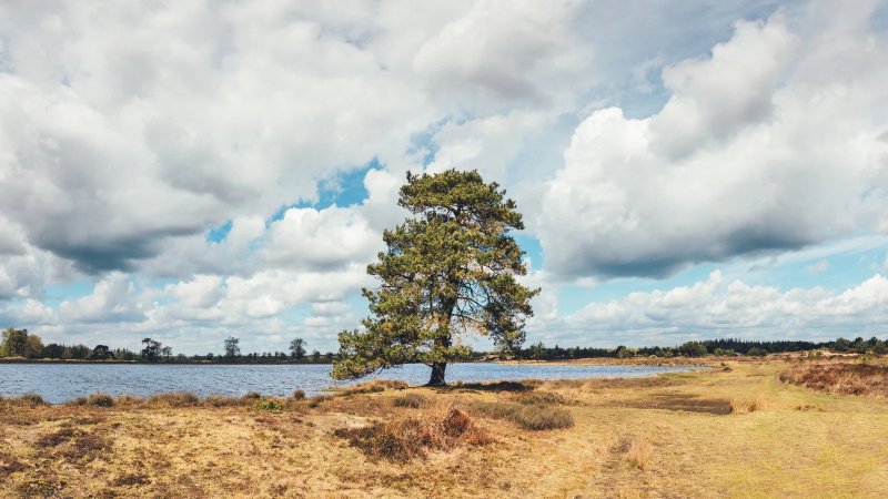 RunForestRun Drents Friese Wold - Informatie en inschrijven - Trail.nl