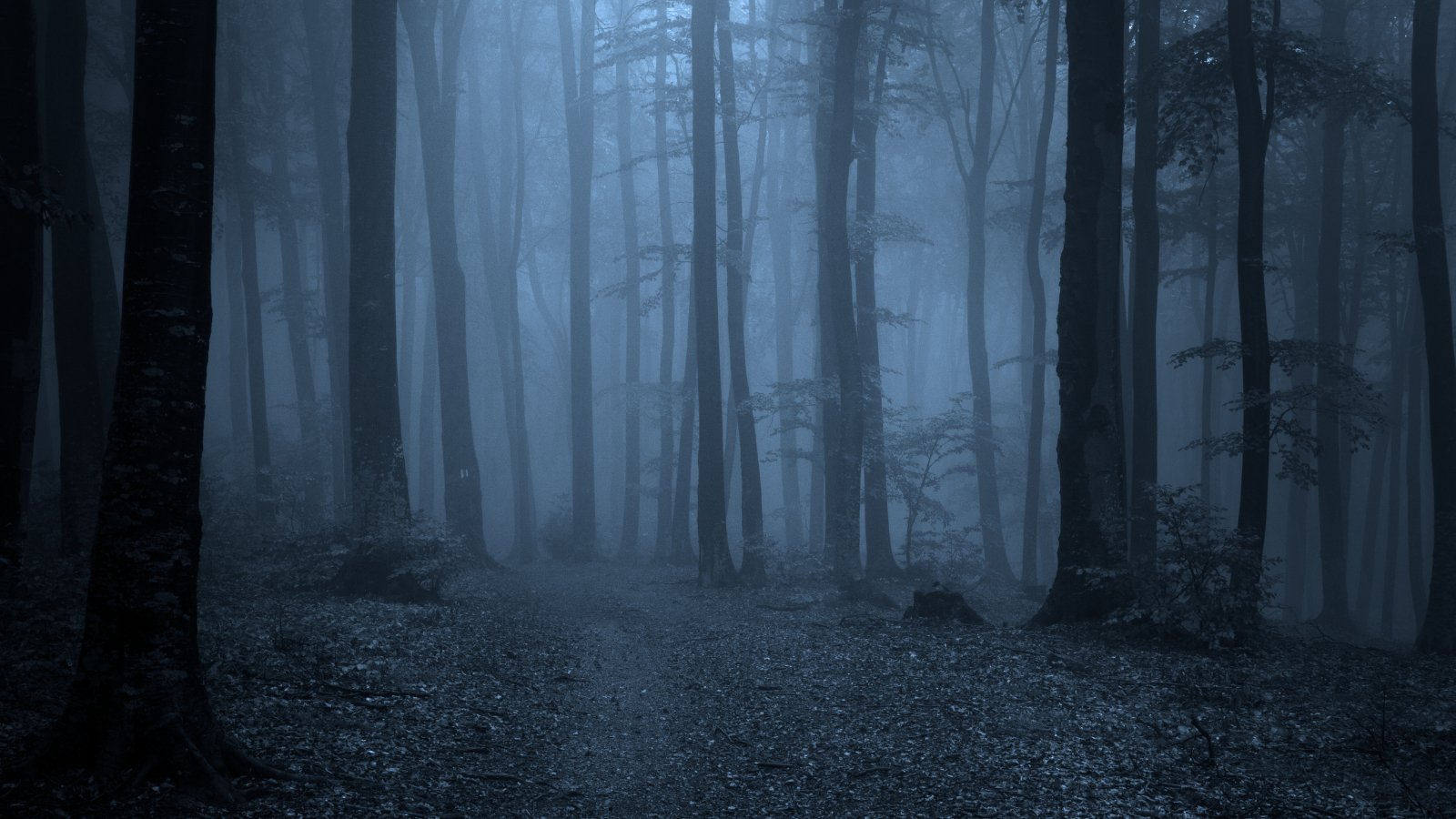 Runnersworld Utrecht Night Trail Run 2023 - Trail.nl