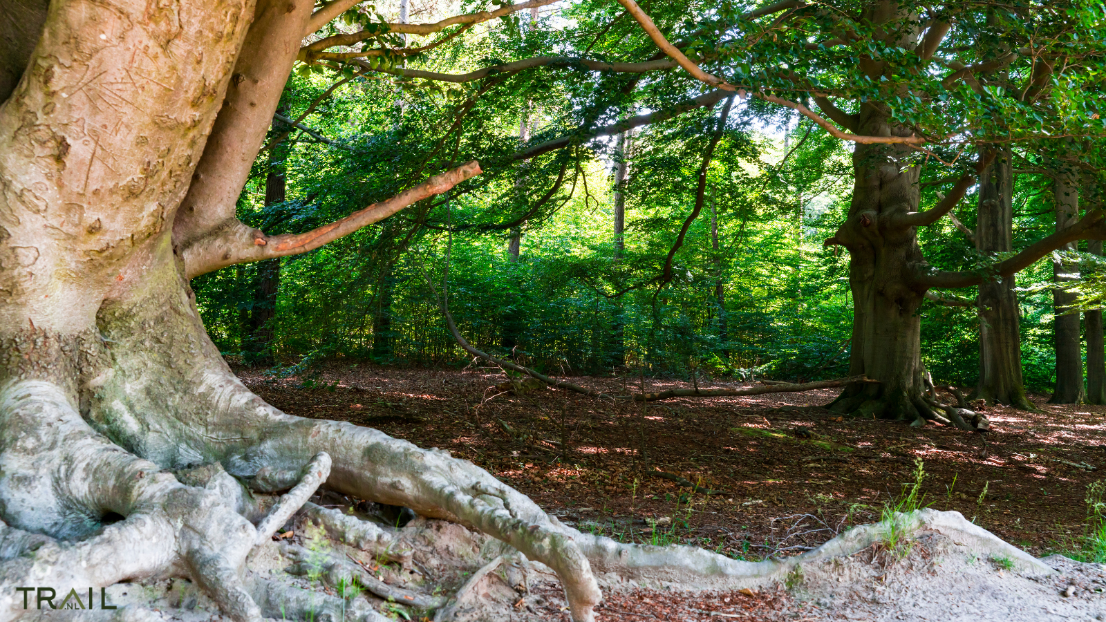 Amerongse Berg Trail (Najaarseditie)