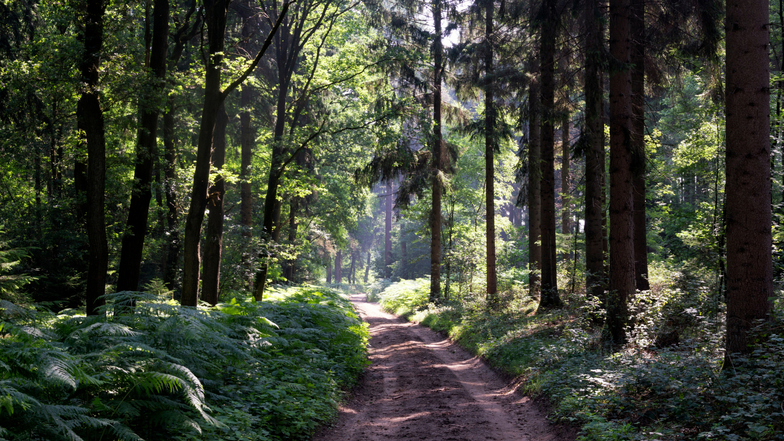 beekse trailrun