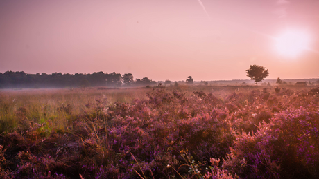 Brabantse Ultra Trail (BUT100) 2024