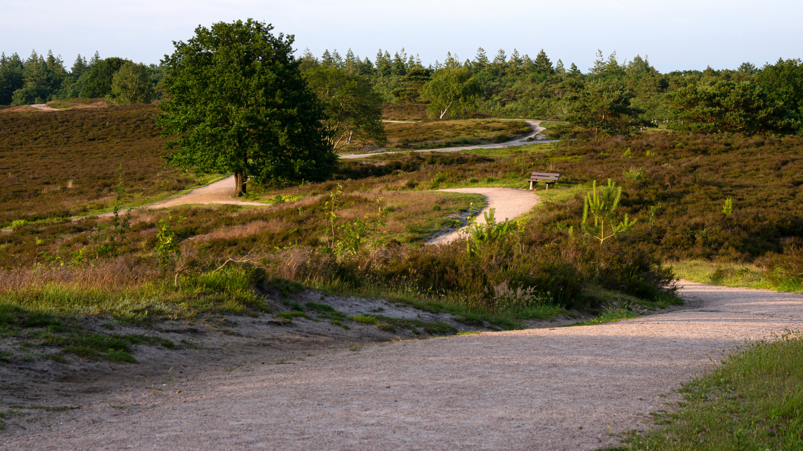 Groot Boeschoten Trail & Walk 2024