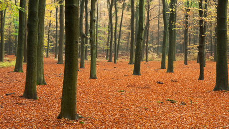 lage vuursche trail