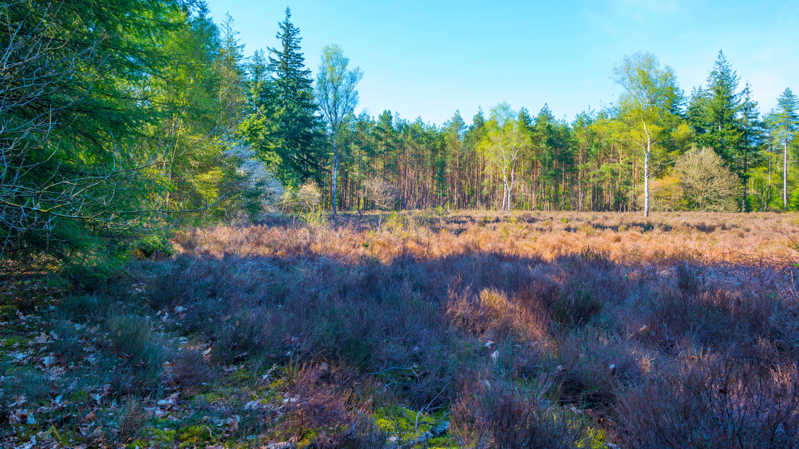 Lage Vuursche Ultra