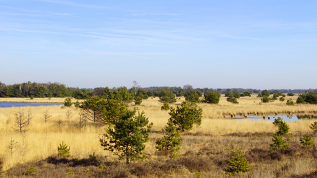 Leenderbos Trail 2024