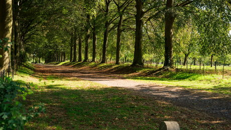 Mescherbergloop 2023