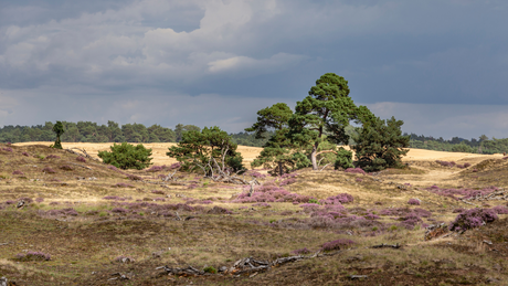 Otterlo trailrun