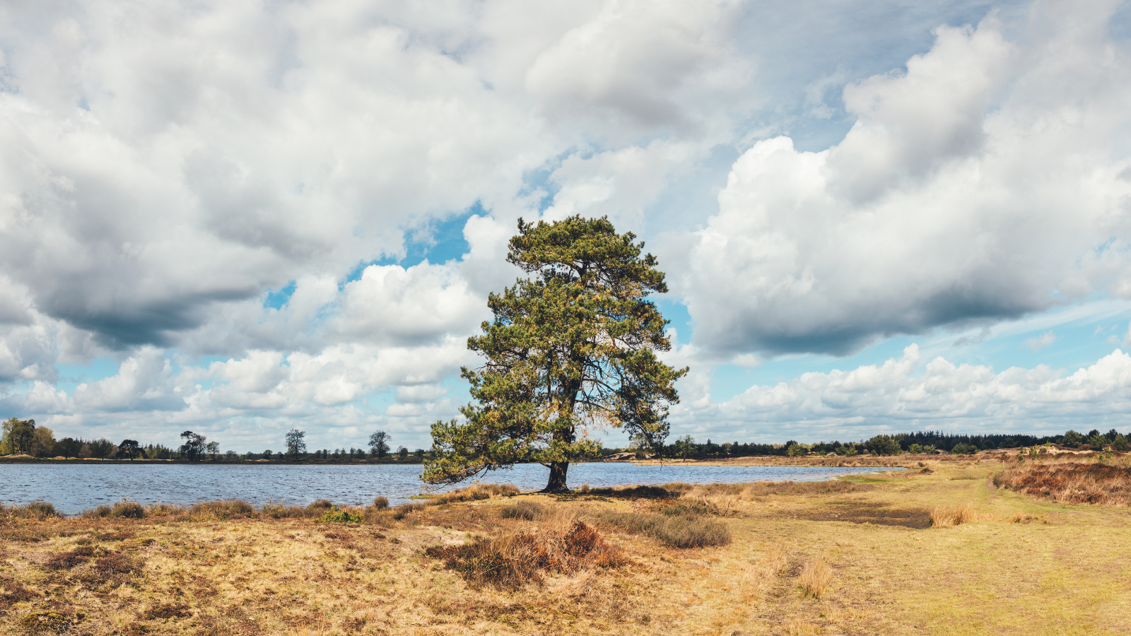 RunForestRun Drents Friese Wold 2024