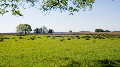 RunForestRun Dwingelderveld 2023