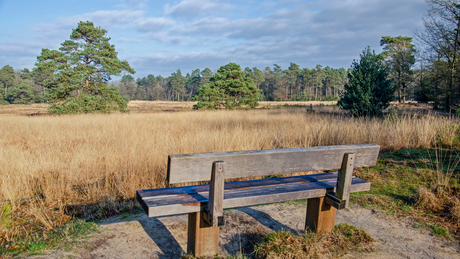 RunForestRun Dwingelderveld 2024