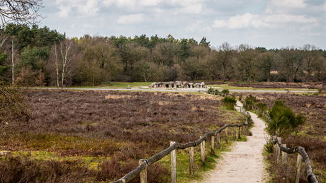 RunForestRun Holtingerveld