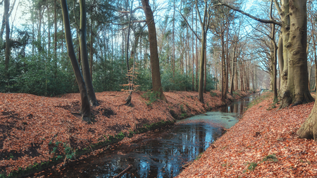 Spanderswoud Trailrun 2024