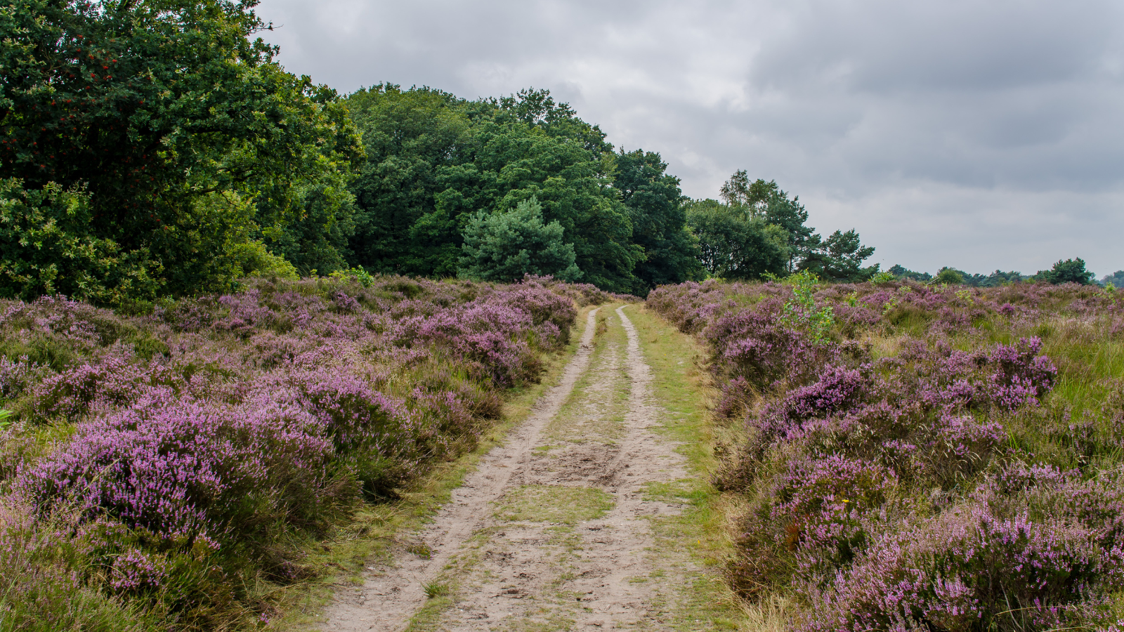 Stakenberg Trail 2024