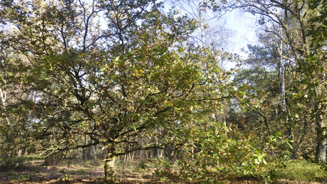 StartbaanRun Trail