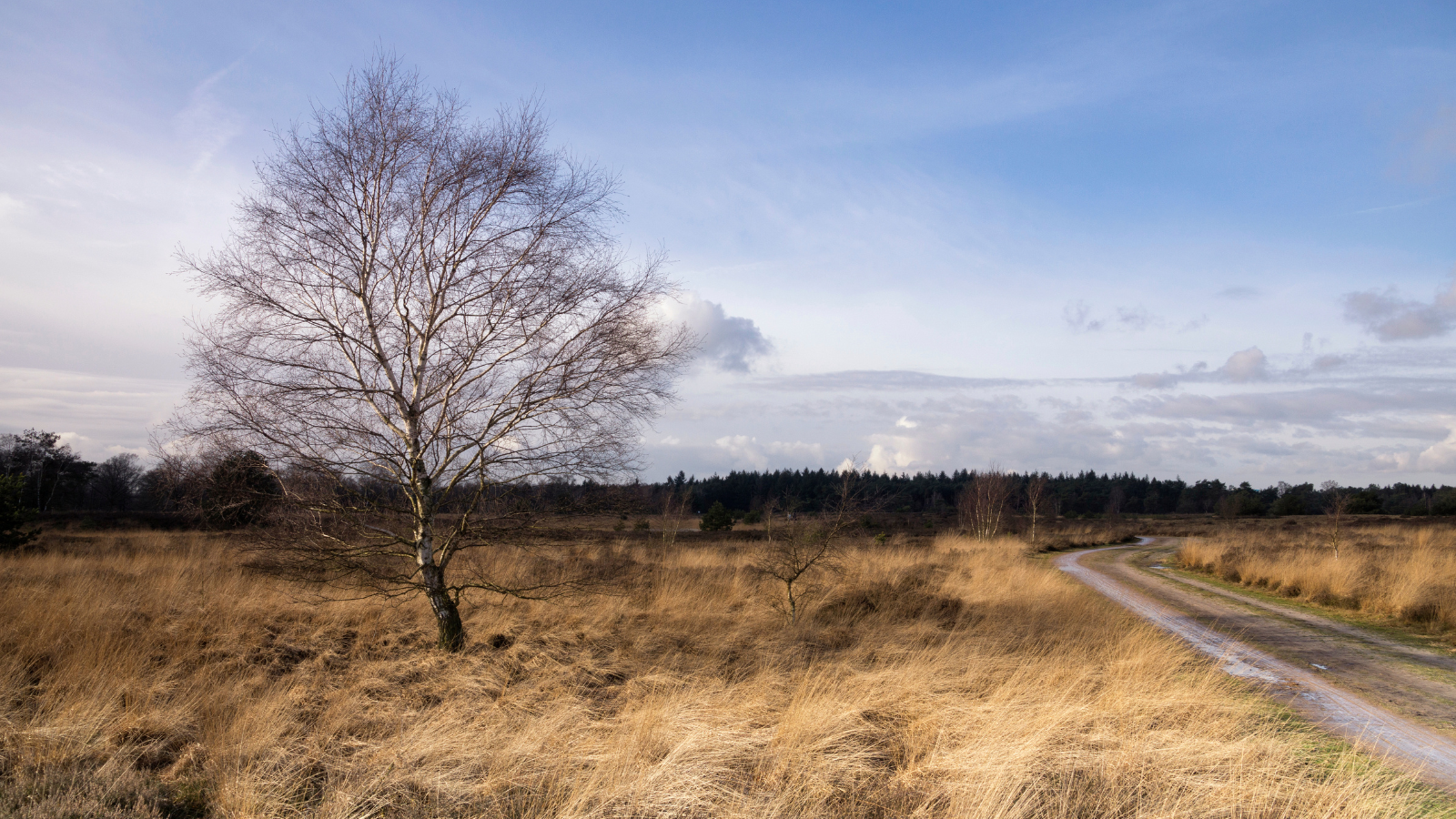 Strabrechtse Heide Trail 2024