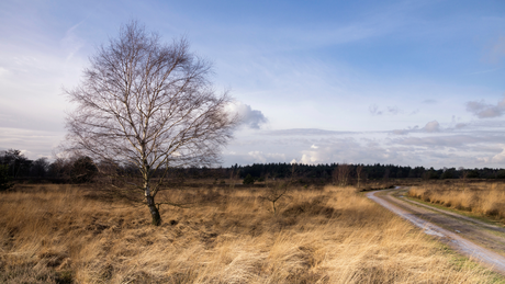 Strabrechtse Heide Trail 2024