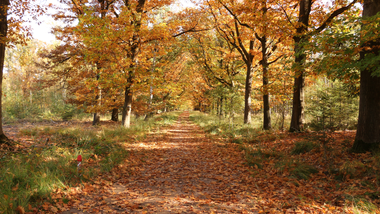 trailrun weert