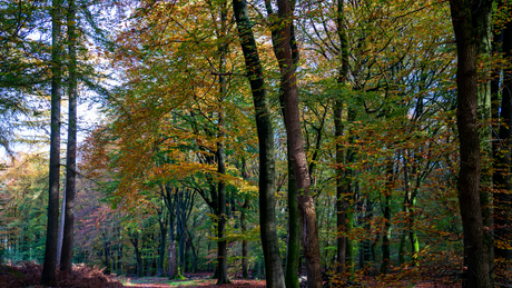 veluwse trailrun