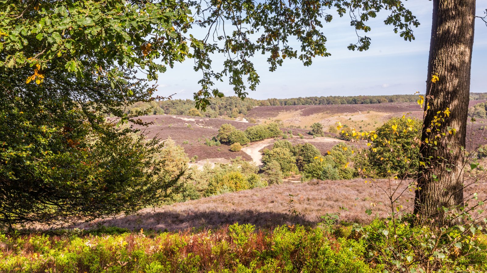 Amerongse Berg Trail 2024 - Trail.nl