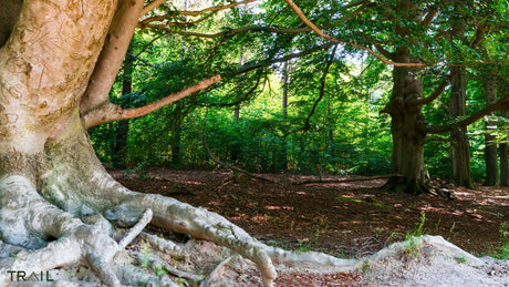 Amerongse Berg Trail (Najaarseditie) - Trail.nl