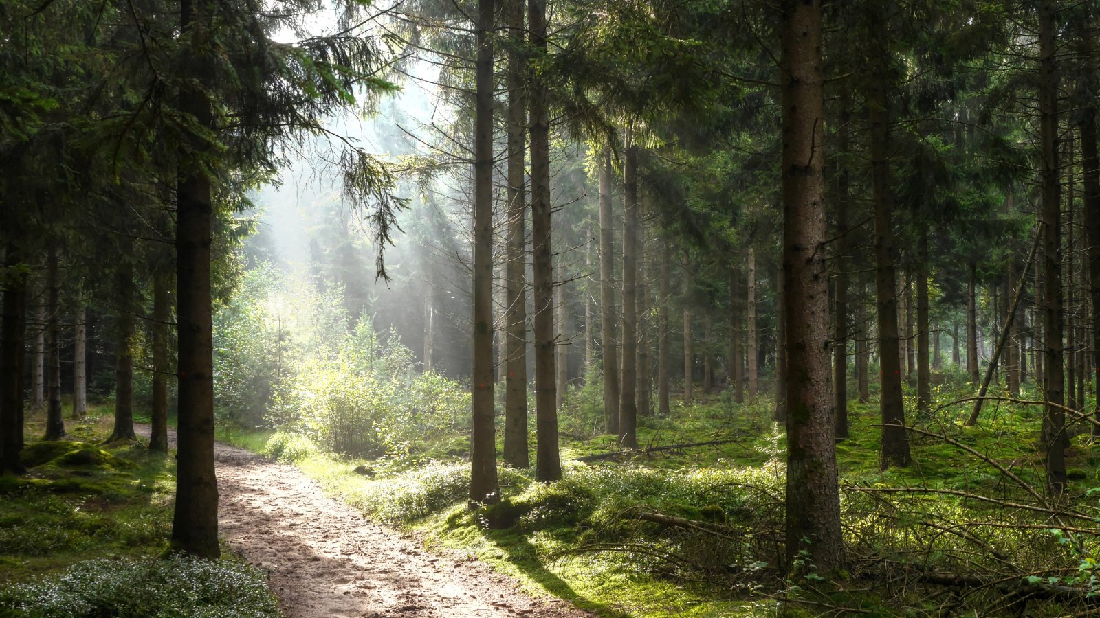 Amerongse Berg Trail Zomer 2024 - Trail.nl