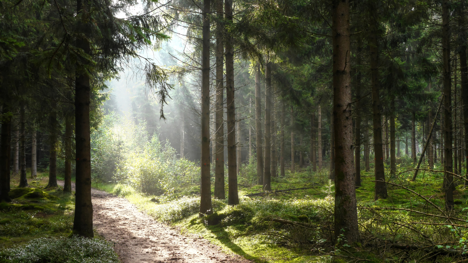 amerongse berg trail