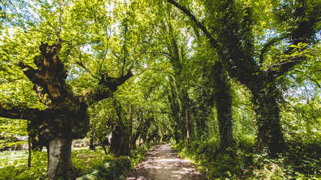 Brabantse Kluis Trail - Trail.nl