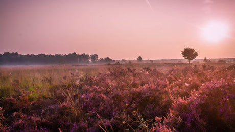 Brabantse Ultra Trail (BUT100) 2024 - Trail.nl