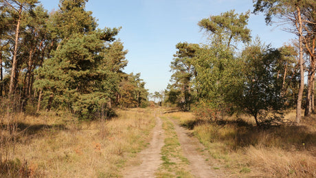 Brabantse Vennen Ultra 2024 - Trail.nl