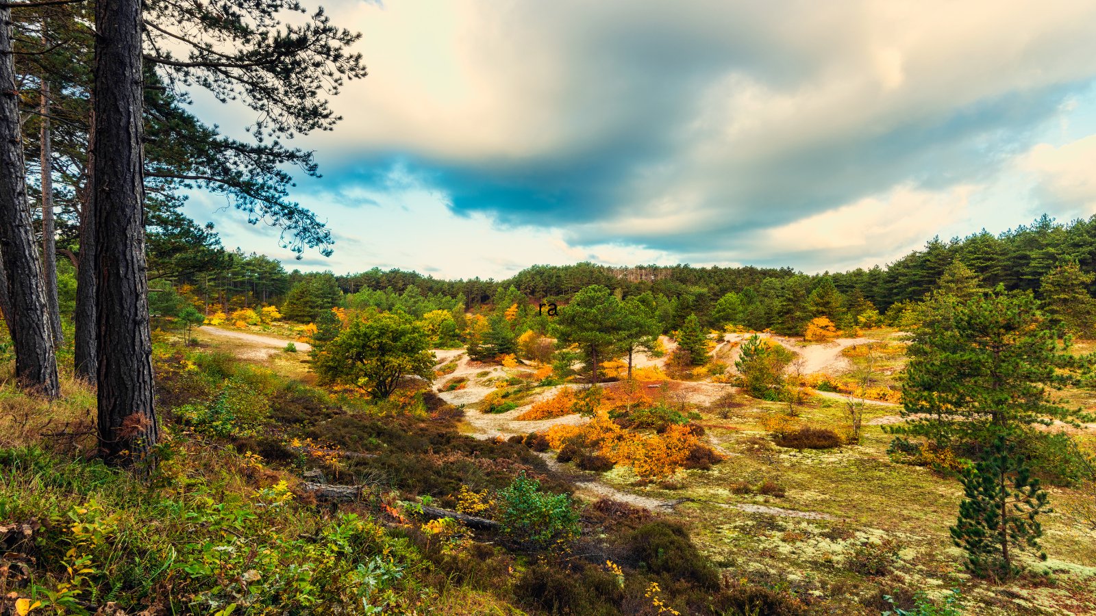 Brooks Duinentrail Schoorl 2024 - Trail.nl