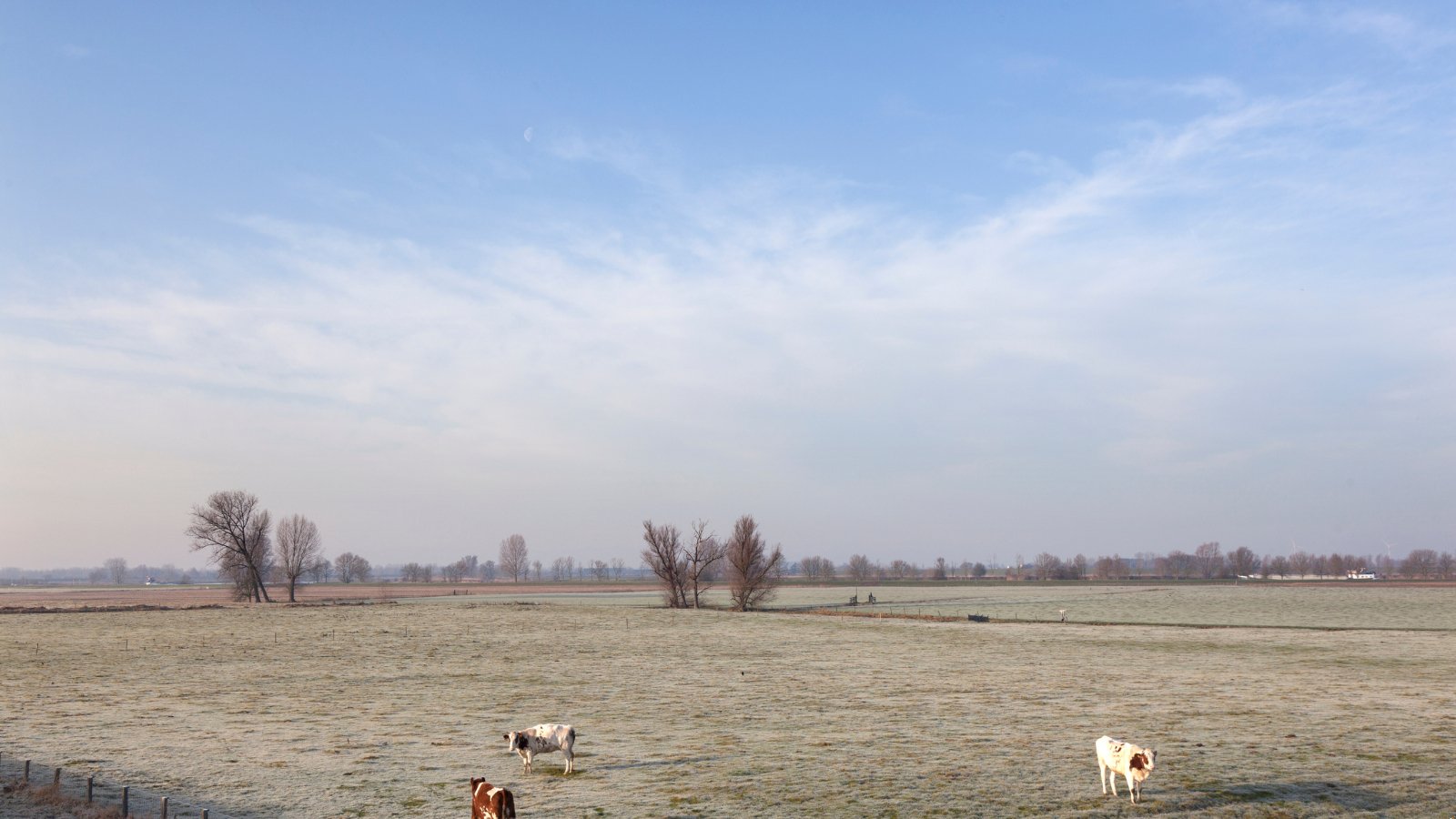 De Maasdijk Winterrun - Trail.nl