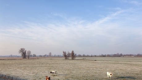 De Maasdijk Winterrun - Trail.nl