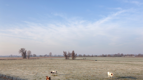 De Maasdijk Winterrun