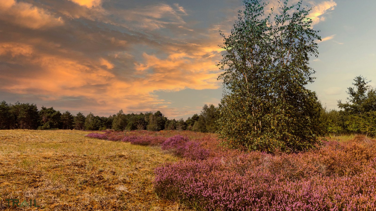 Devil's Trail Maasduinen 2024 - Trail.nl