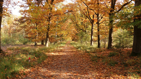 Eindejaarstrail - Informatie en inschrijven - Trail.nl