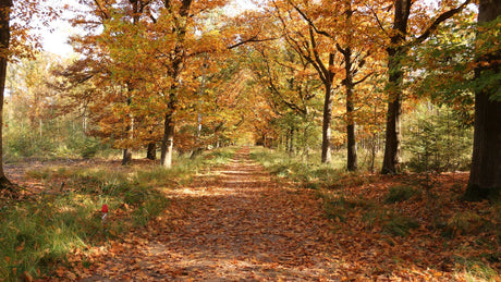trailrun nederland