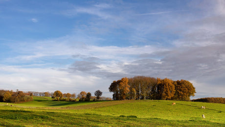 Groesbeek Trail 2024 - Trail.nl