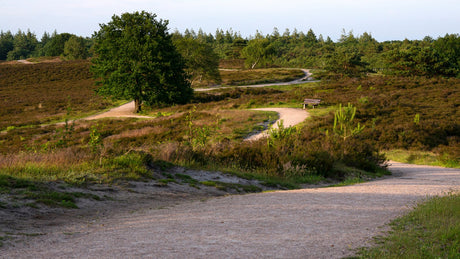 Groot Boeschoten Trail & Walk 2024 - Trail.nl