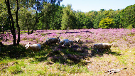 Groote Heide Trail 2024 - Trail.nl