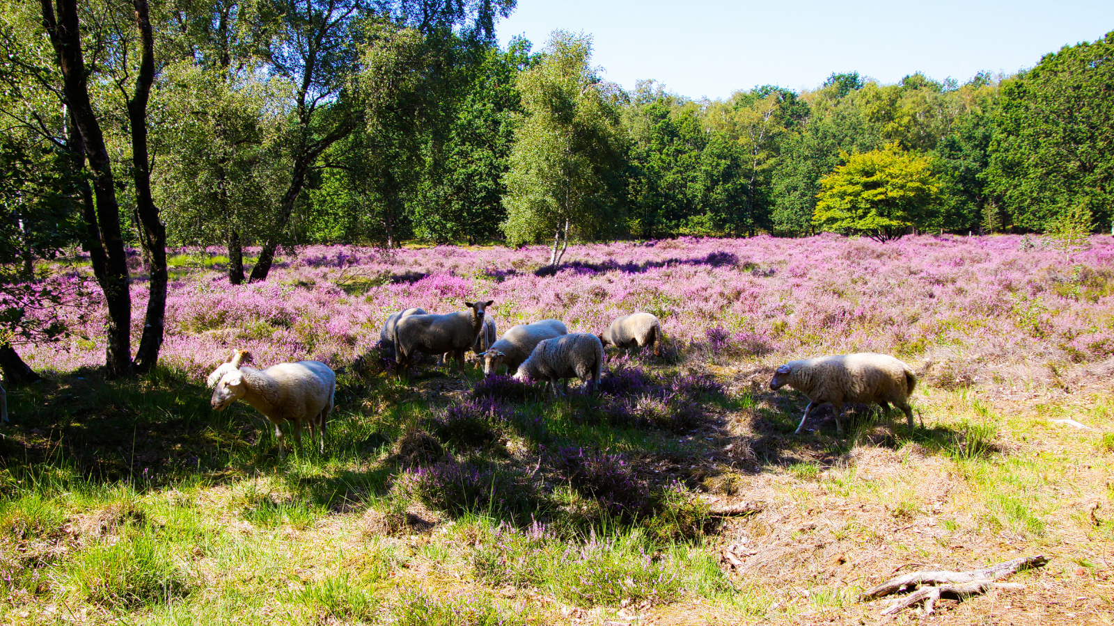 groote heide trail