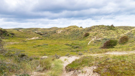 Haagse Duinentrail - Trail.nl