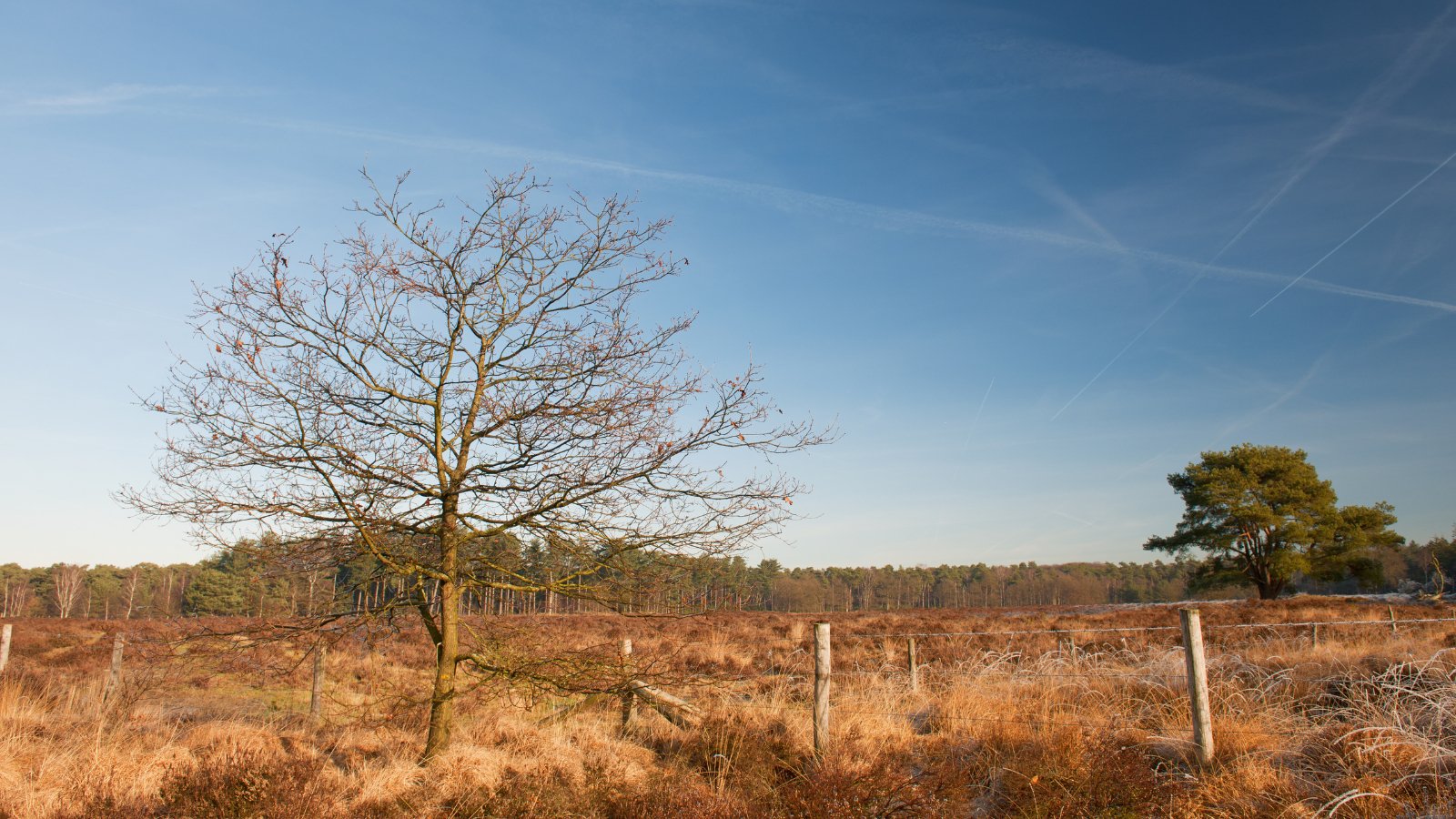 Hooge Vuursche Trail 2024 - Trail.nl