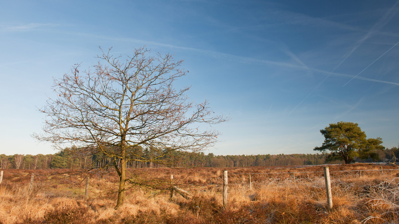 hooge vuursche trail