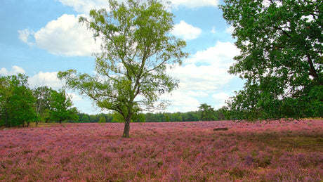 Keelven Trail 2024 - Trail.nl