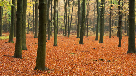 Lage Vuursche Trail 2023 - Trail.nl