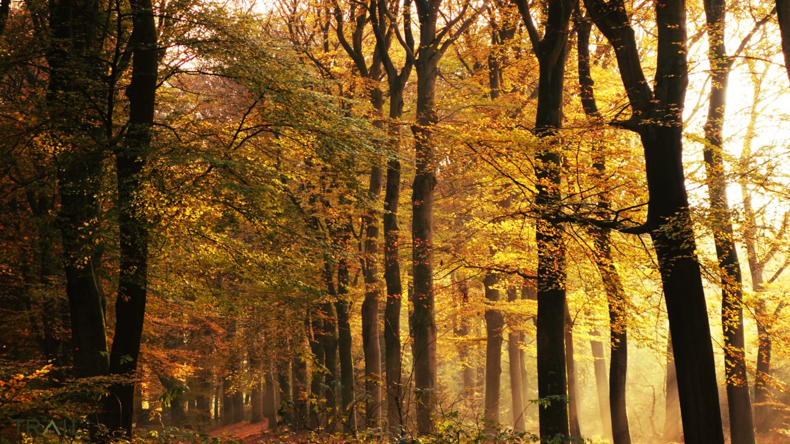 Lage Vuursche Trail Herfst Editie - Trail.nl