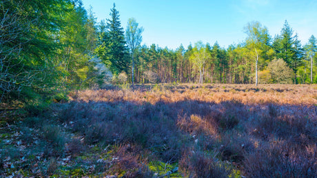 Lage Vuursche Ultra - Trail.nl