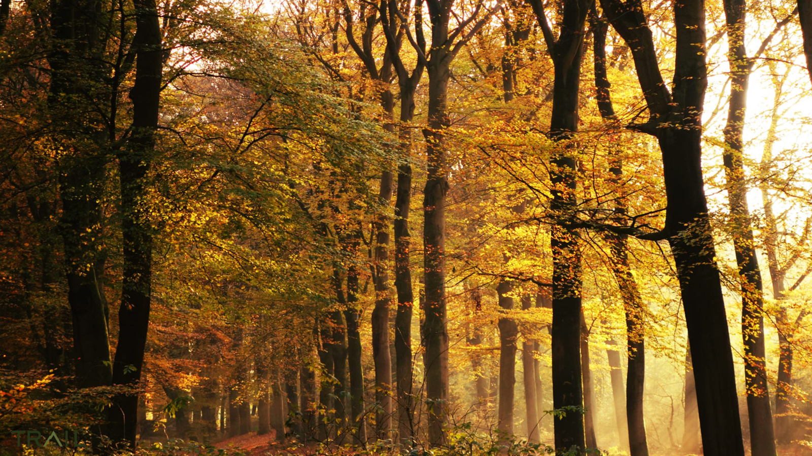 Lage Vuursche Trail Herfst Editie