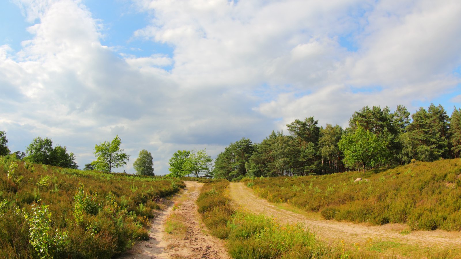 Leenderbos Trail 2024 - Trail.nl