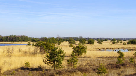 Leenderbos Trail 2024 - Trail.nl